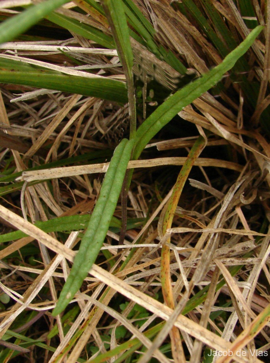 Senecio zeylanicus DC.